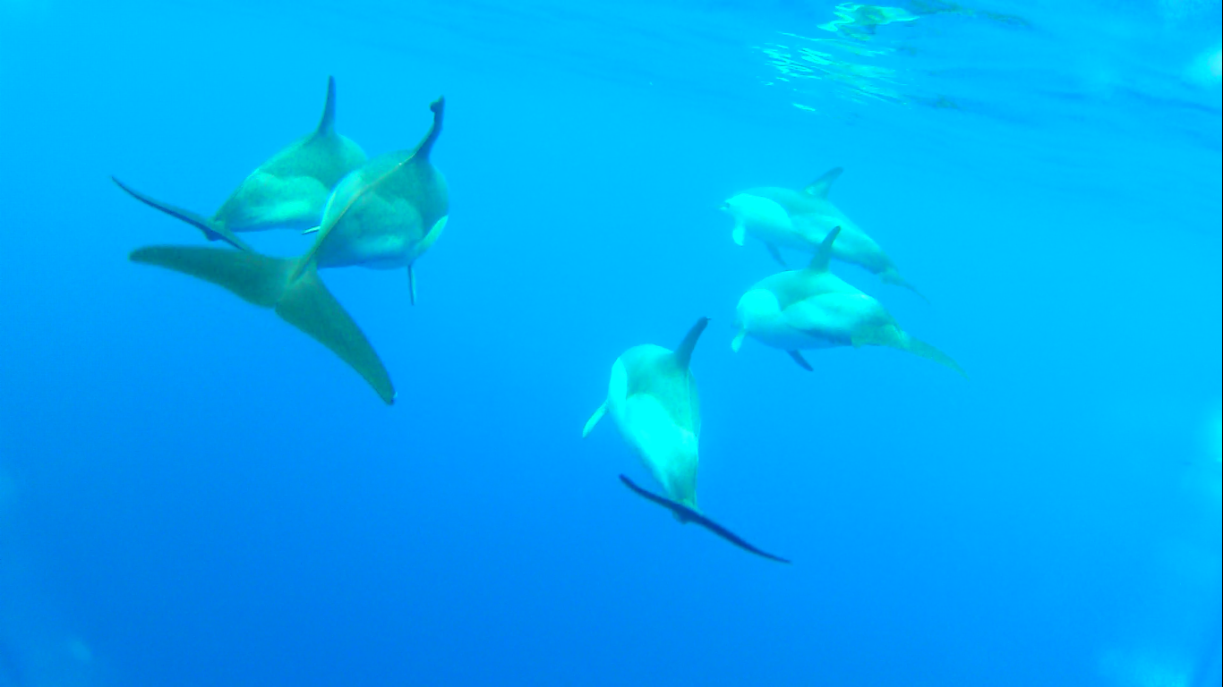 Azoren Update: Video – Wale und Delfine